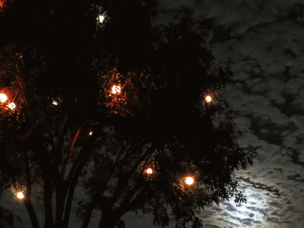 Halloween_Tree_at_Moonset_2014-10-7